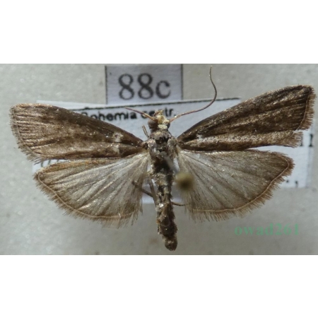 Salebriopsis albicilla (Herrich-Schäffer, 1849) Czech88c